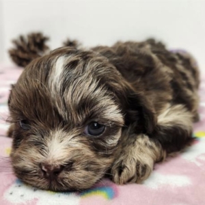 puppies for sale in boca raton