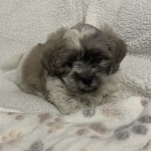 puppies for sale in boca raton