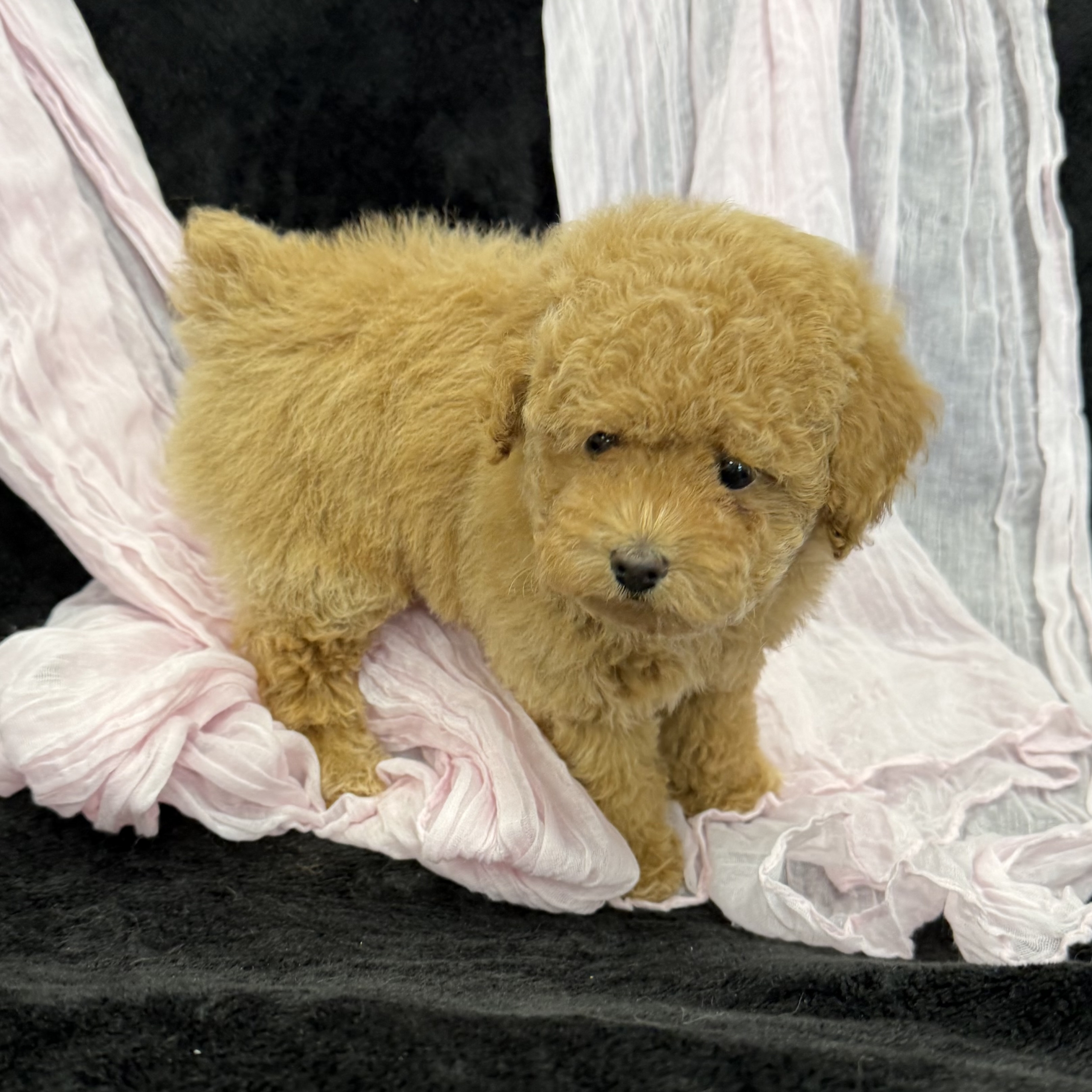 puppy grooming in boca raton puppies for sale in boca raton