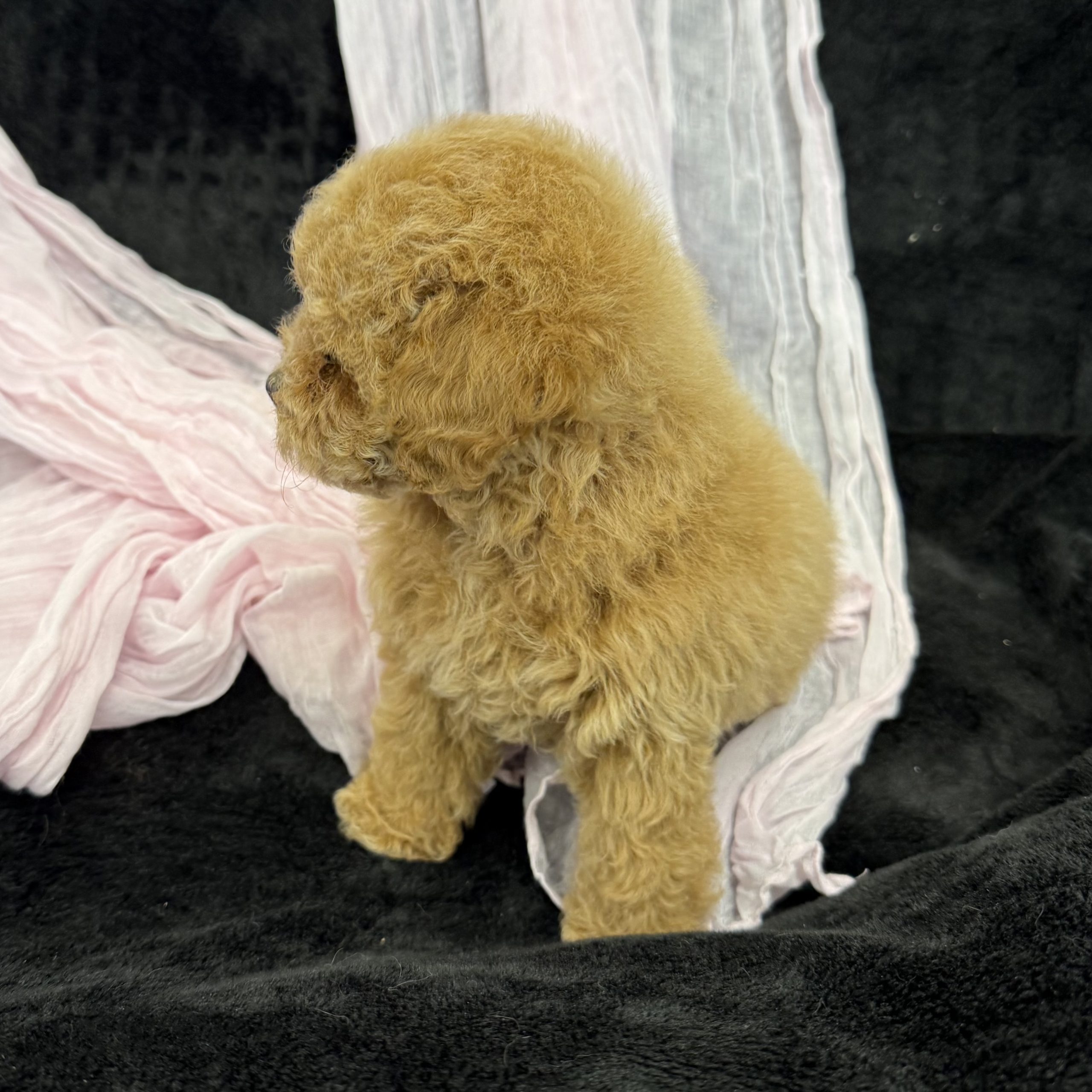 puppy grooming in boca raton puppies for sale in boca raton