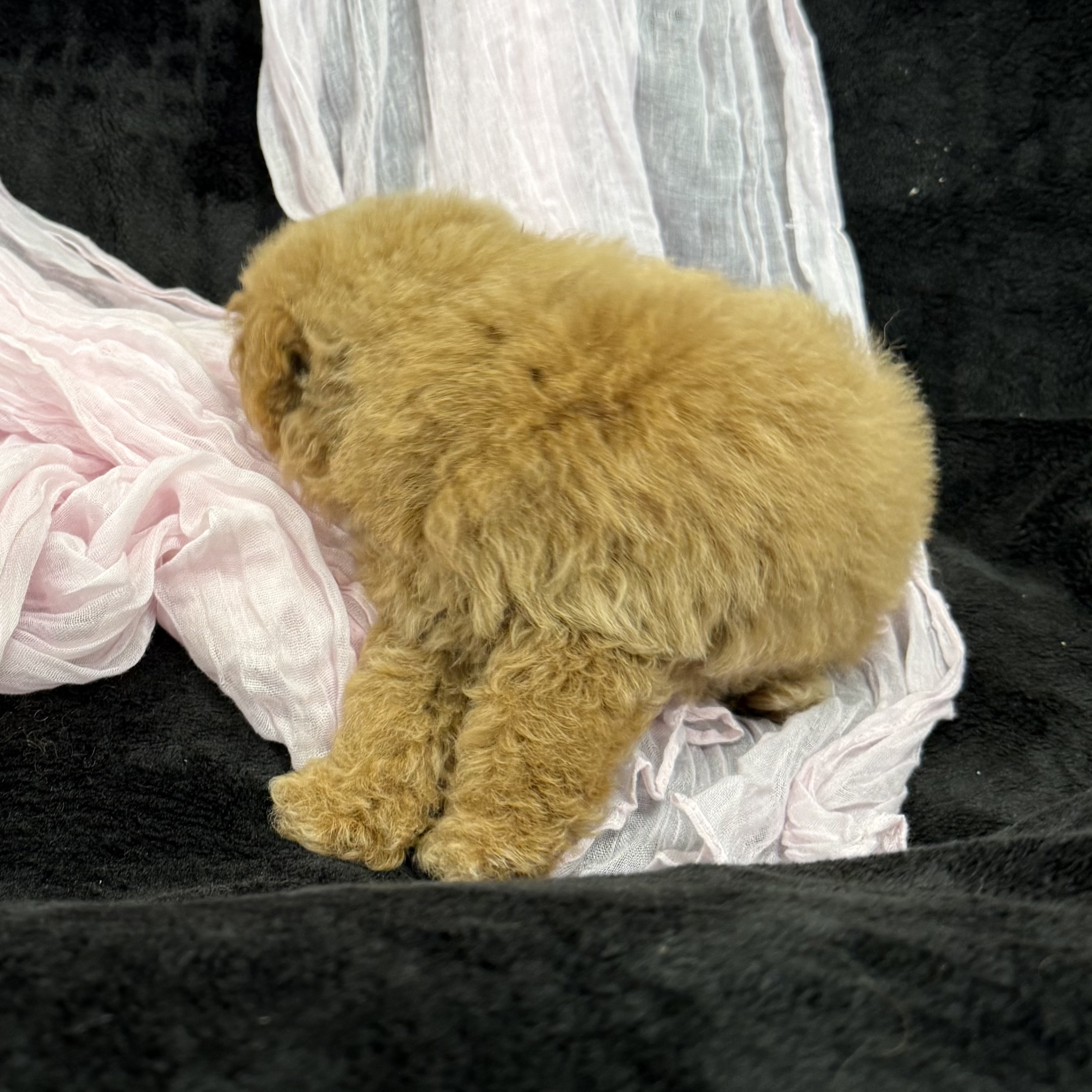 puppy grooming in boca raton puppies for sale in boca raton