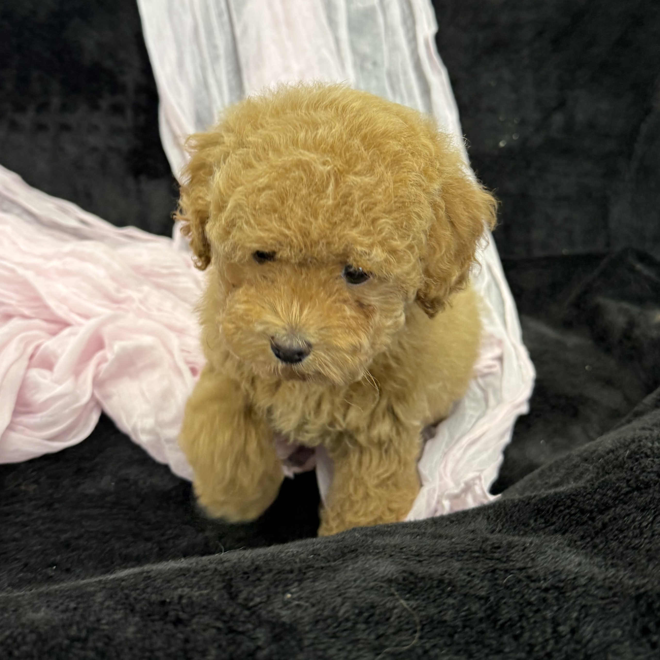 puppy grooming in boca raton puppies for sale in boca raton