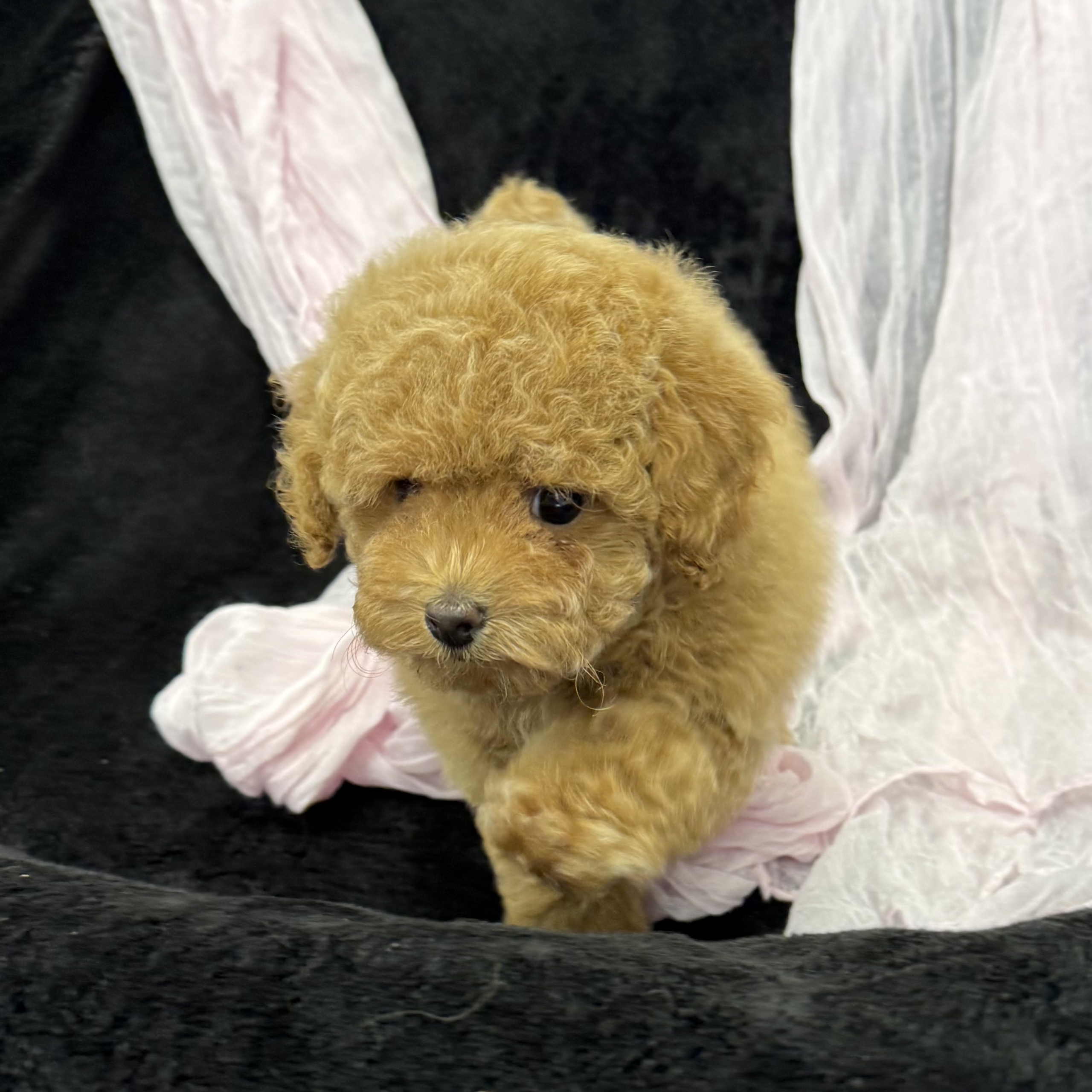 puppy grooming in boca raton puppies for sale in boca raton