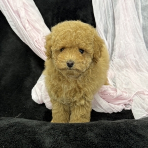 puppy grooming in boca raton puppies for sale in boca raton