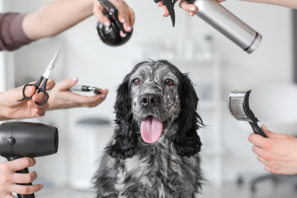 Full Service Dog Grooming in Deerfield Beach