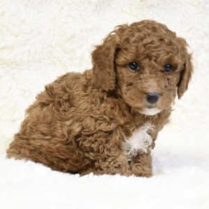 puppies for sale in boca raton