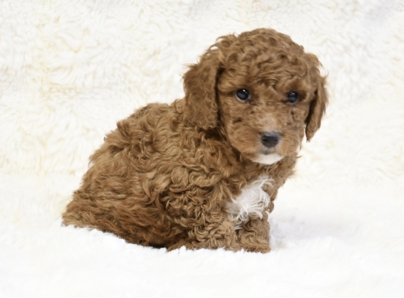 puppy grooming in boca raton puppies for sale in boca raton