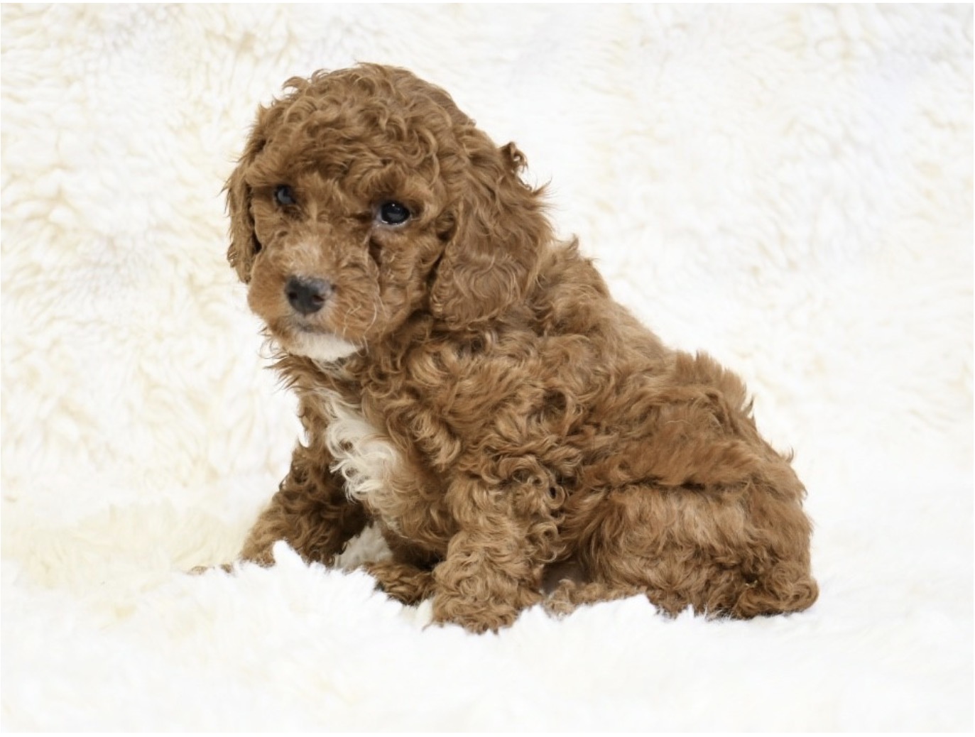 puppy grooming in boca raton puppies for sale in boca raton