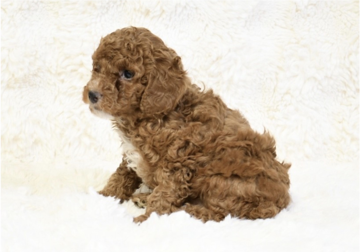 puppy grooming in boca raton puppies for sale in boca raton