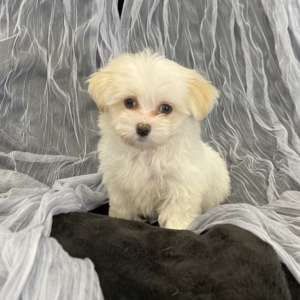 puppies for sale in boca raton