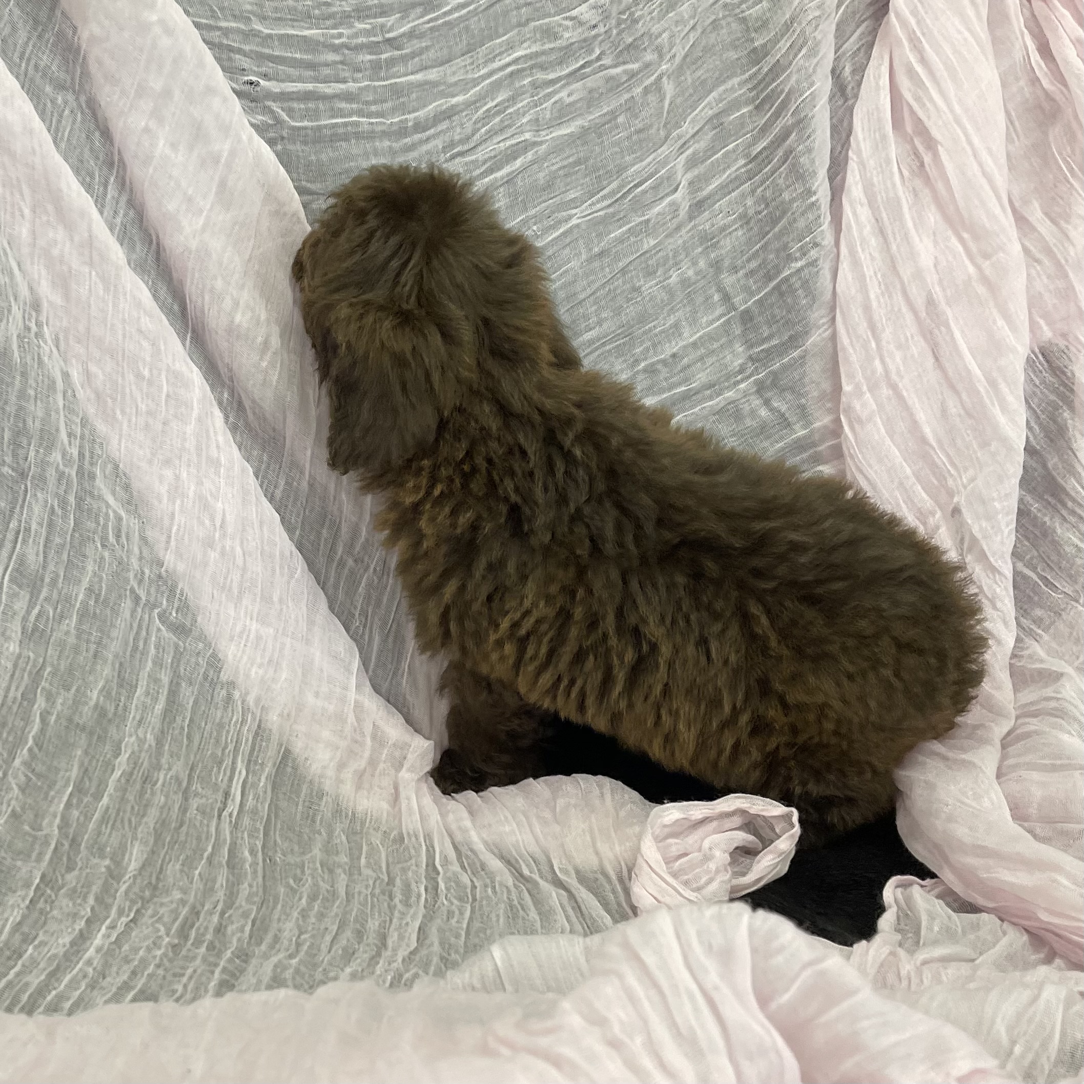 puppy grooming in boca raton puppies for sale in boca raton