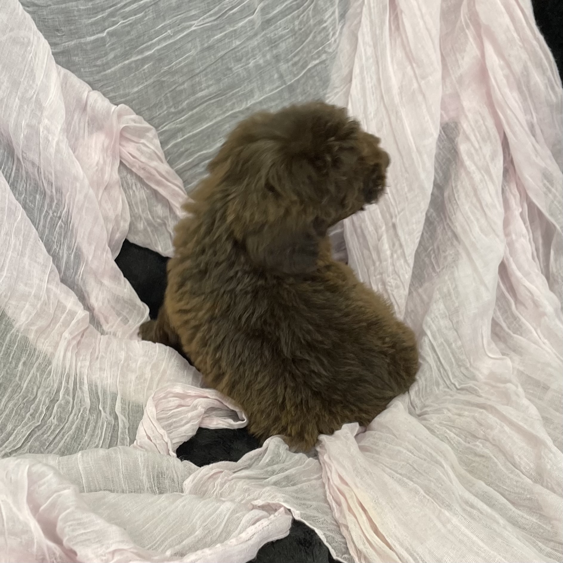 puppy grooming in boca raton puppies for sale in boca raton