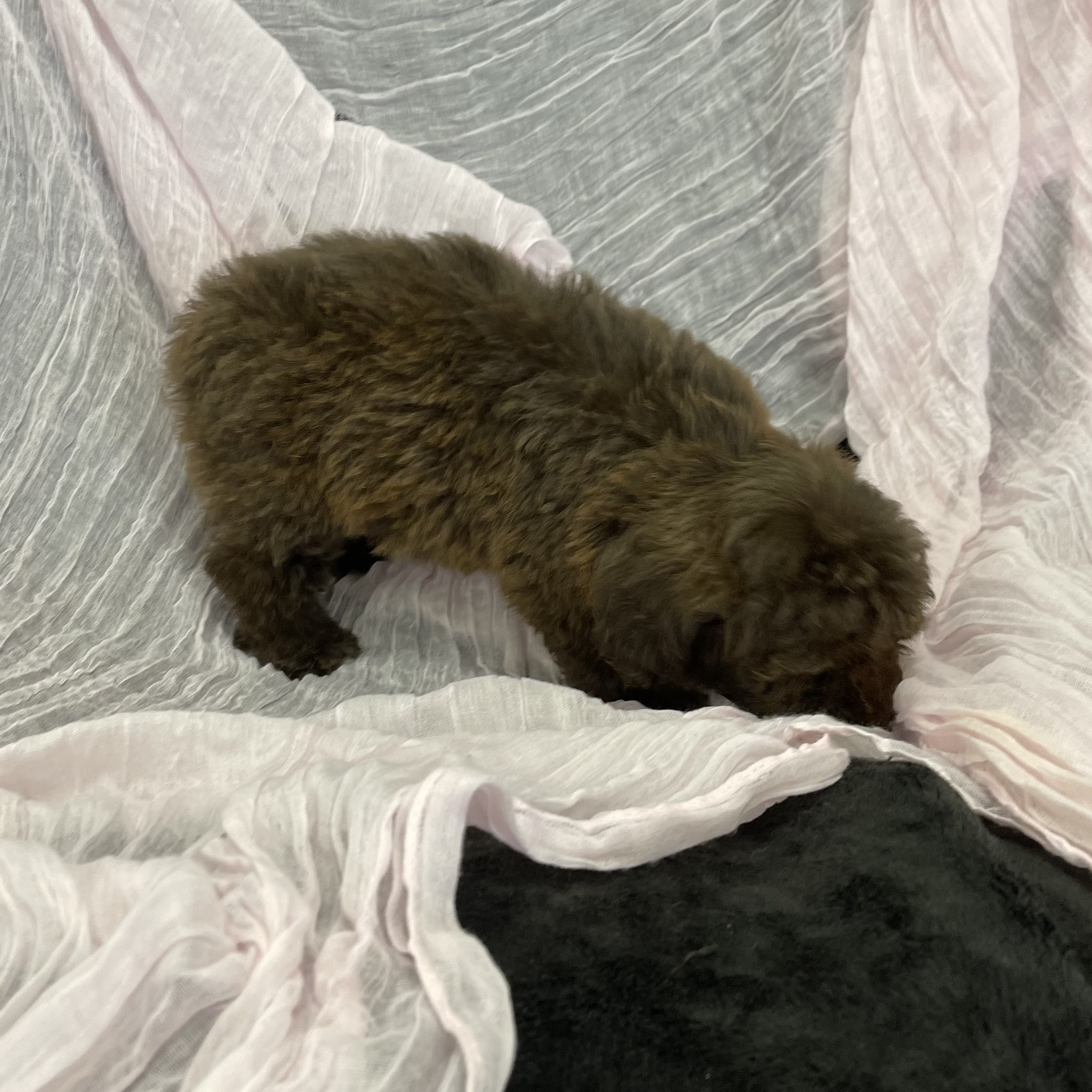 puppy grooming in boca raton puppies for sale in boca raton