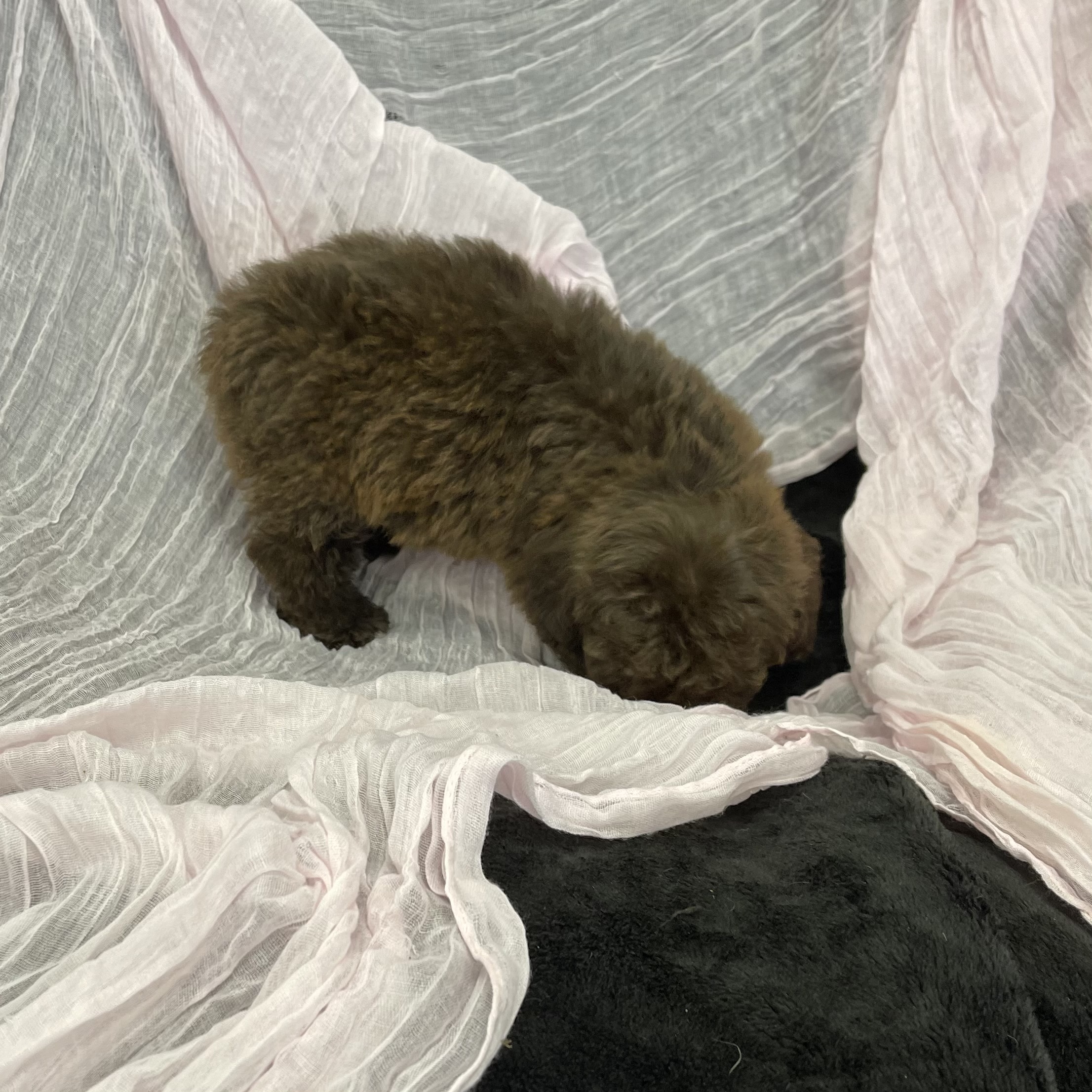 puppy grooming in boca raton puppies for sale in boca raton