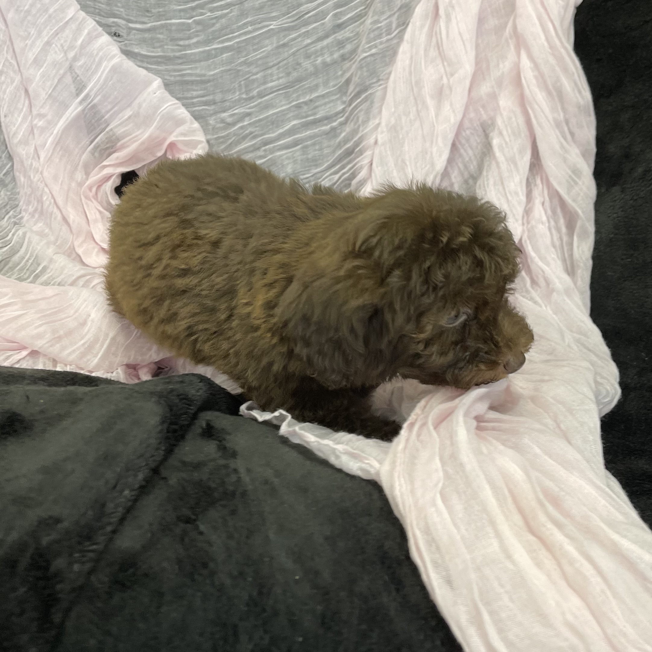 puppy grooming in boca raton puppies for sale in boca raton