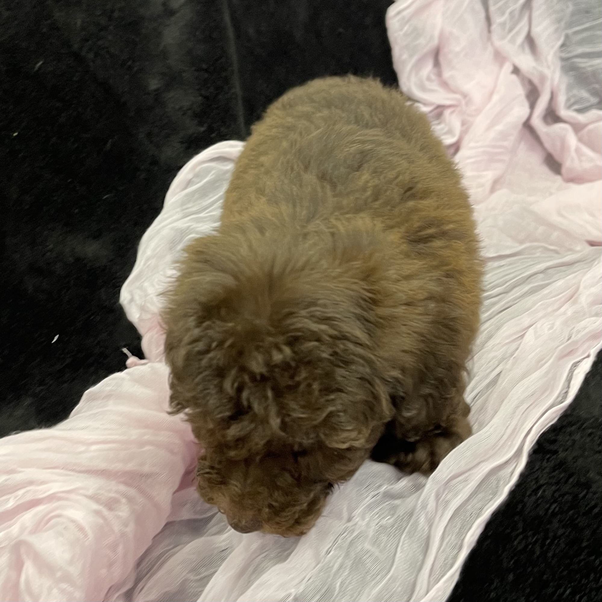 puppy grooming in boca raton puppies for sale in boca raton