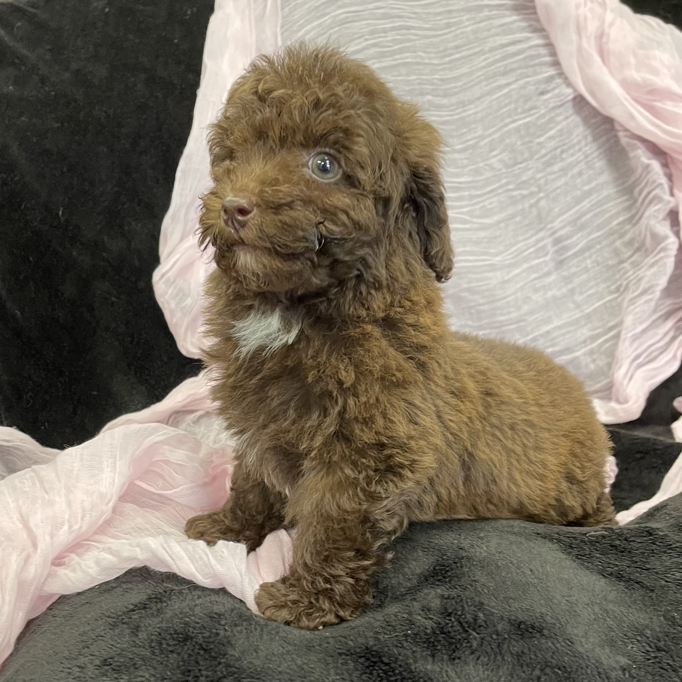 puppy grooming in boca raton puppies for sale in boca raton