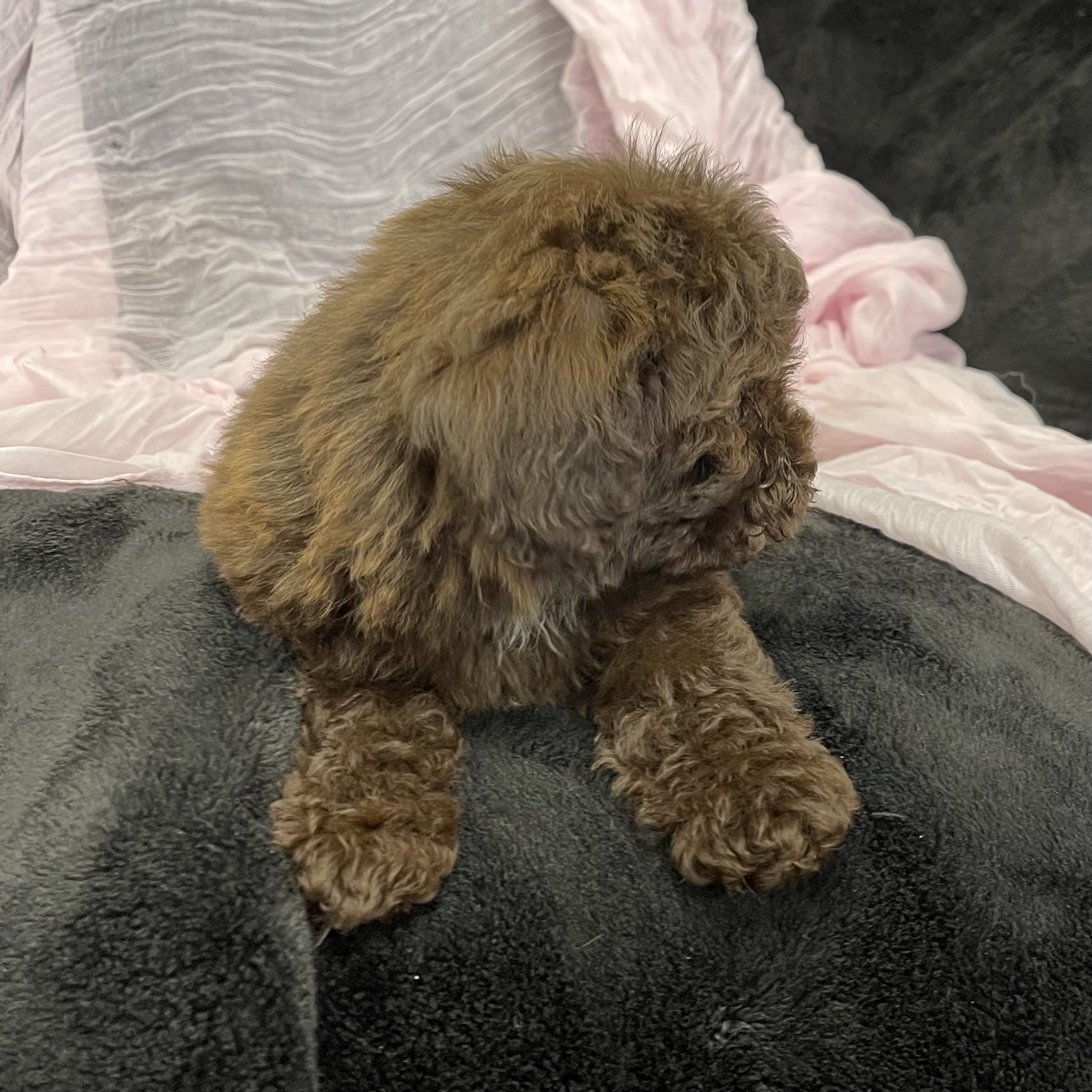 puppy grooming in boca raton puppies for sale in boca raton