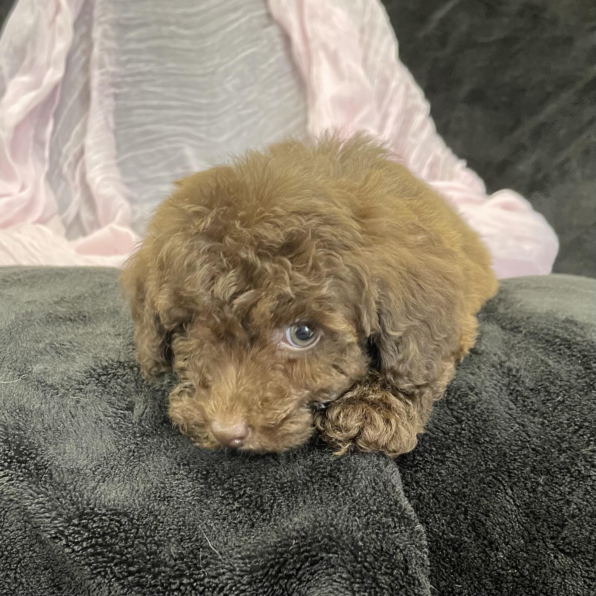 puppy grooming in boca raton puppies for sale in boca raton