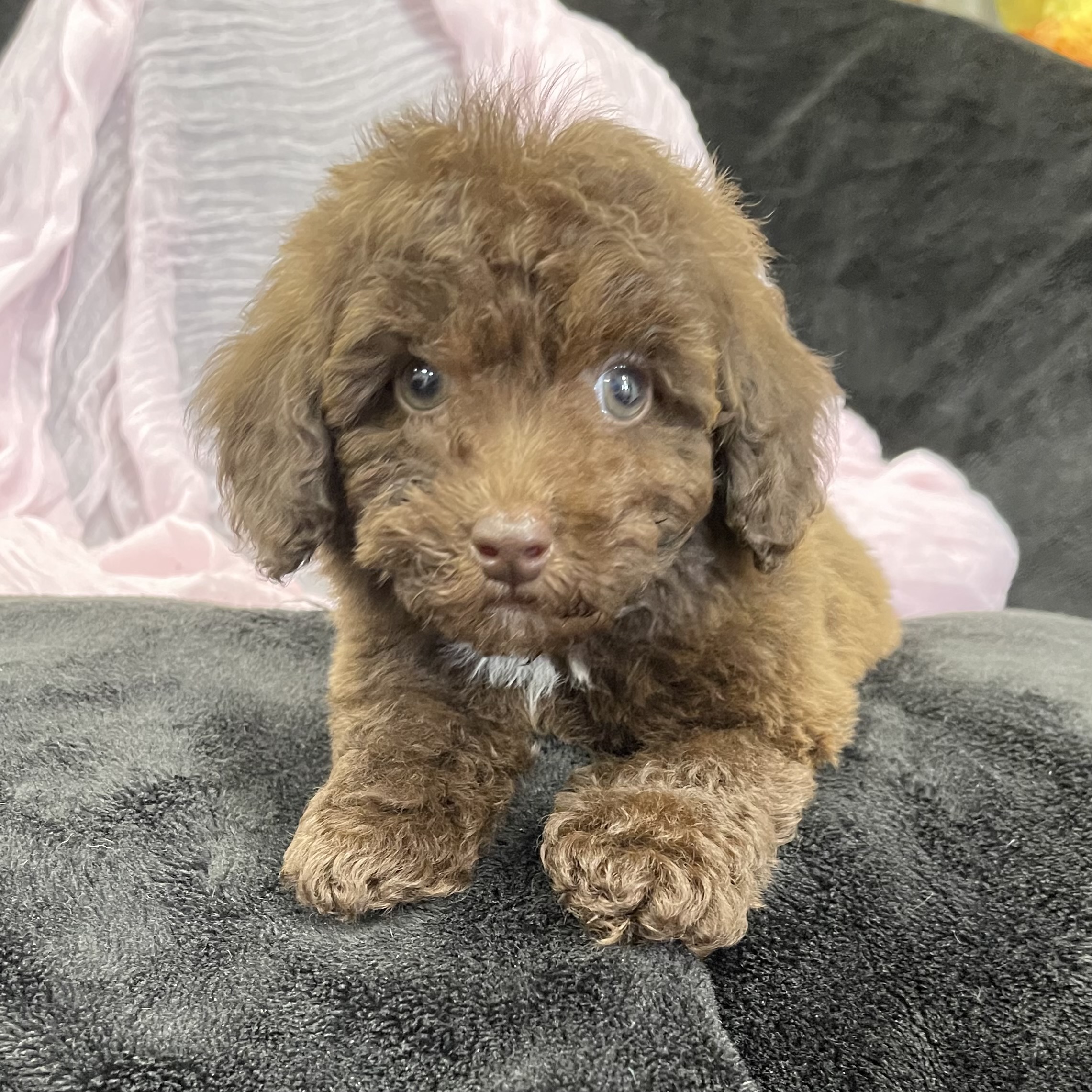 puppy grooming in boca raton puppies for sale in boca raton