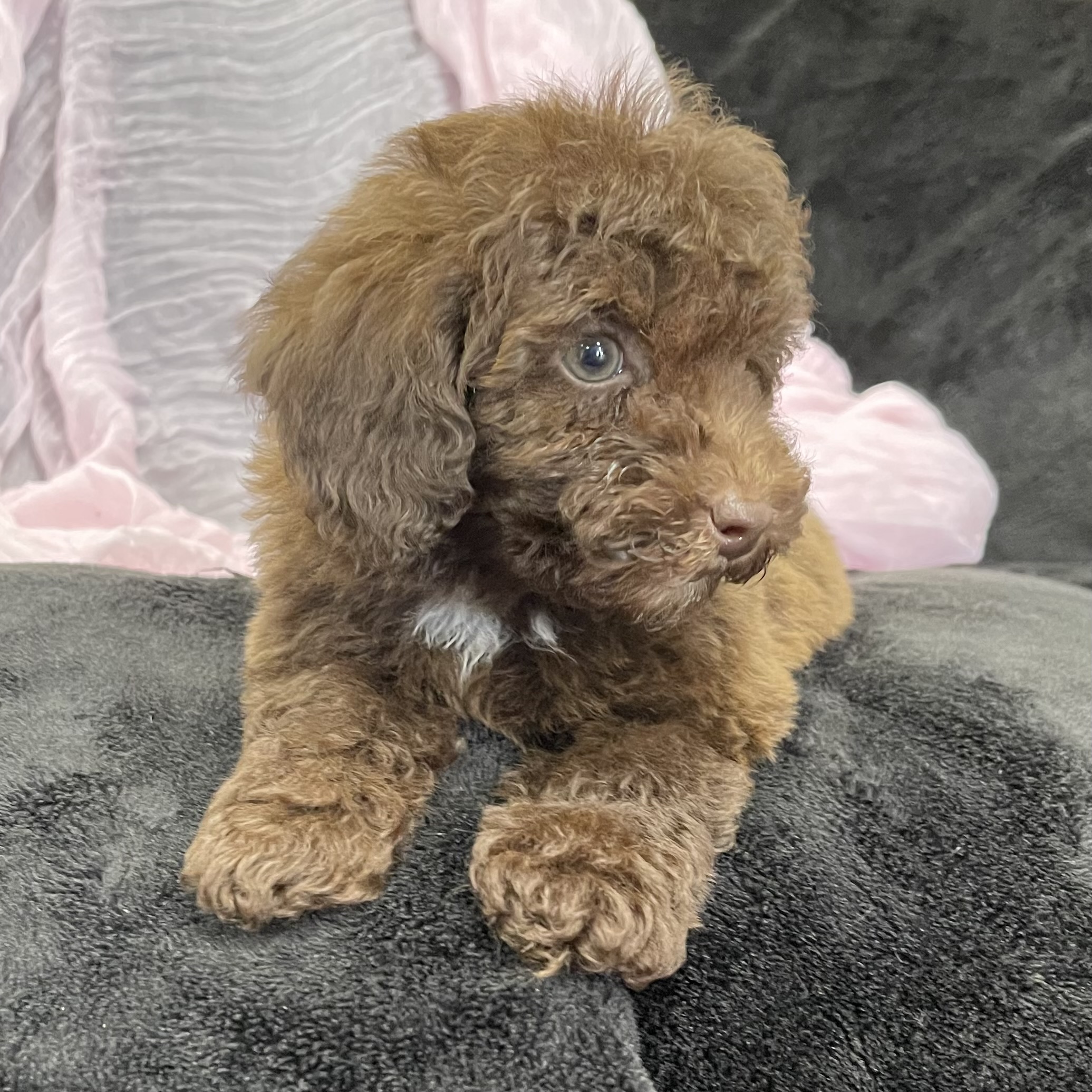 puppy grooming in boca raton puppies for sale in boca raton