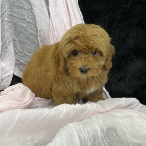 puppies for sale in boca raton