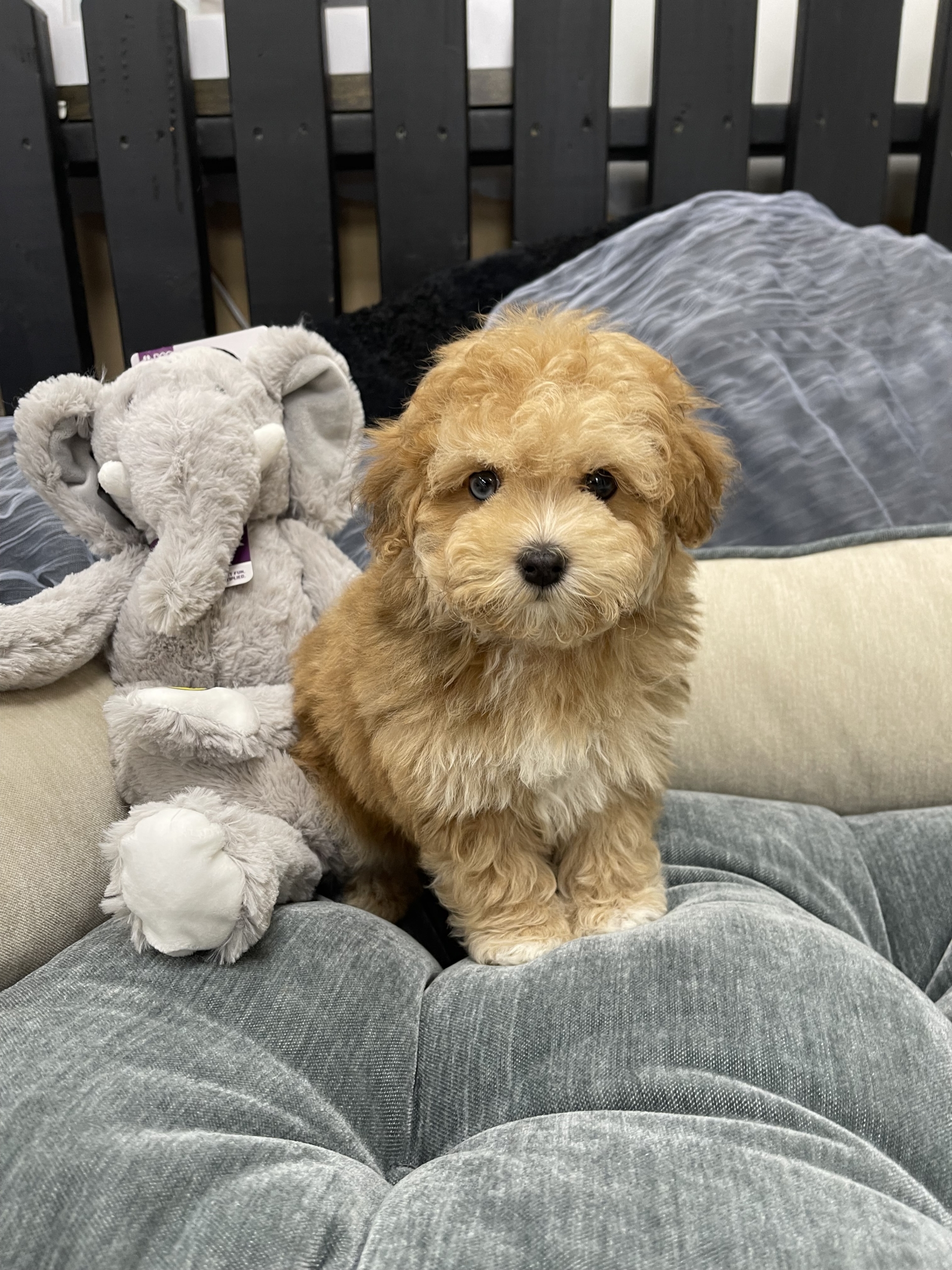 IMG_0593 Blue (Maltipoo) - Image 11