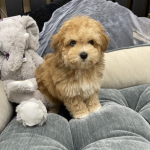 puppy grooming in boca raton puppies for sale in boca raton