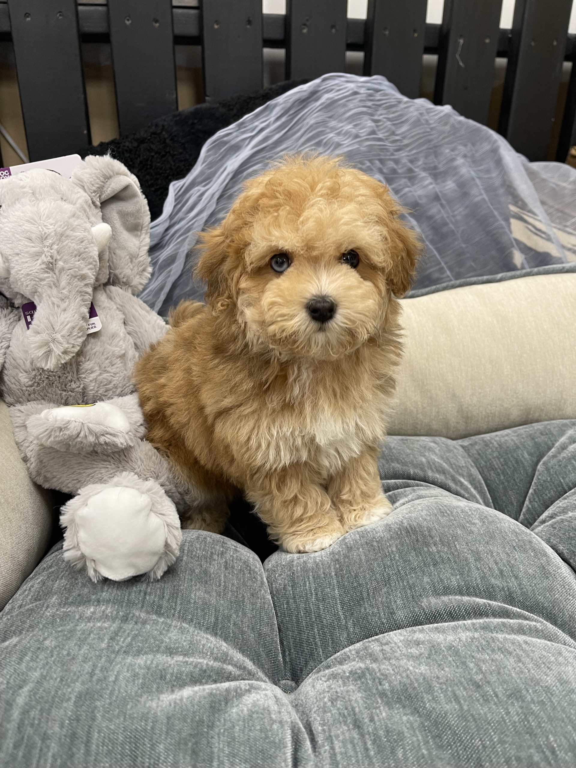 IMG_0596 Blue (Maltipoo)