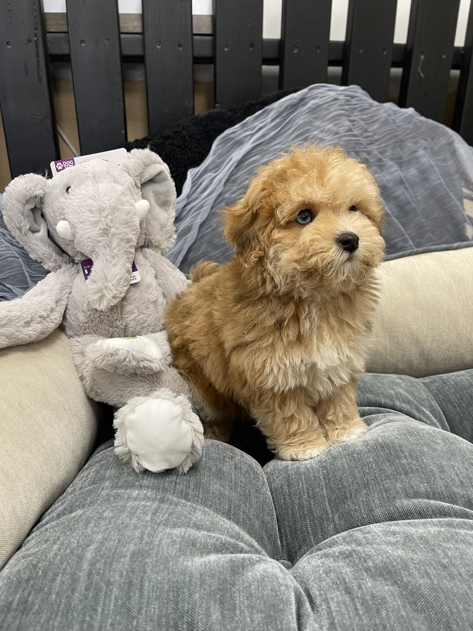 IMG_0597 Blue (Maltipoo) - Image 3