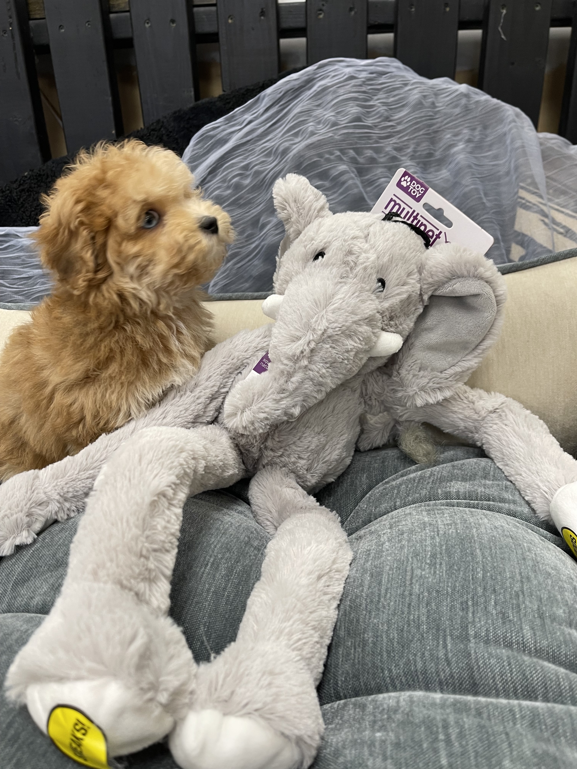 IMG_0602 Blue (Maltipoo) - Image 10