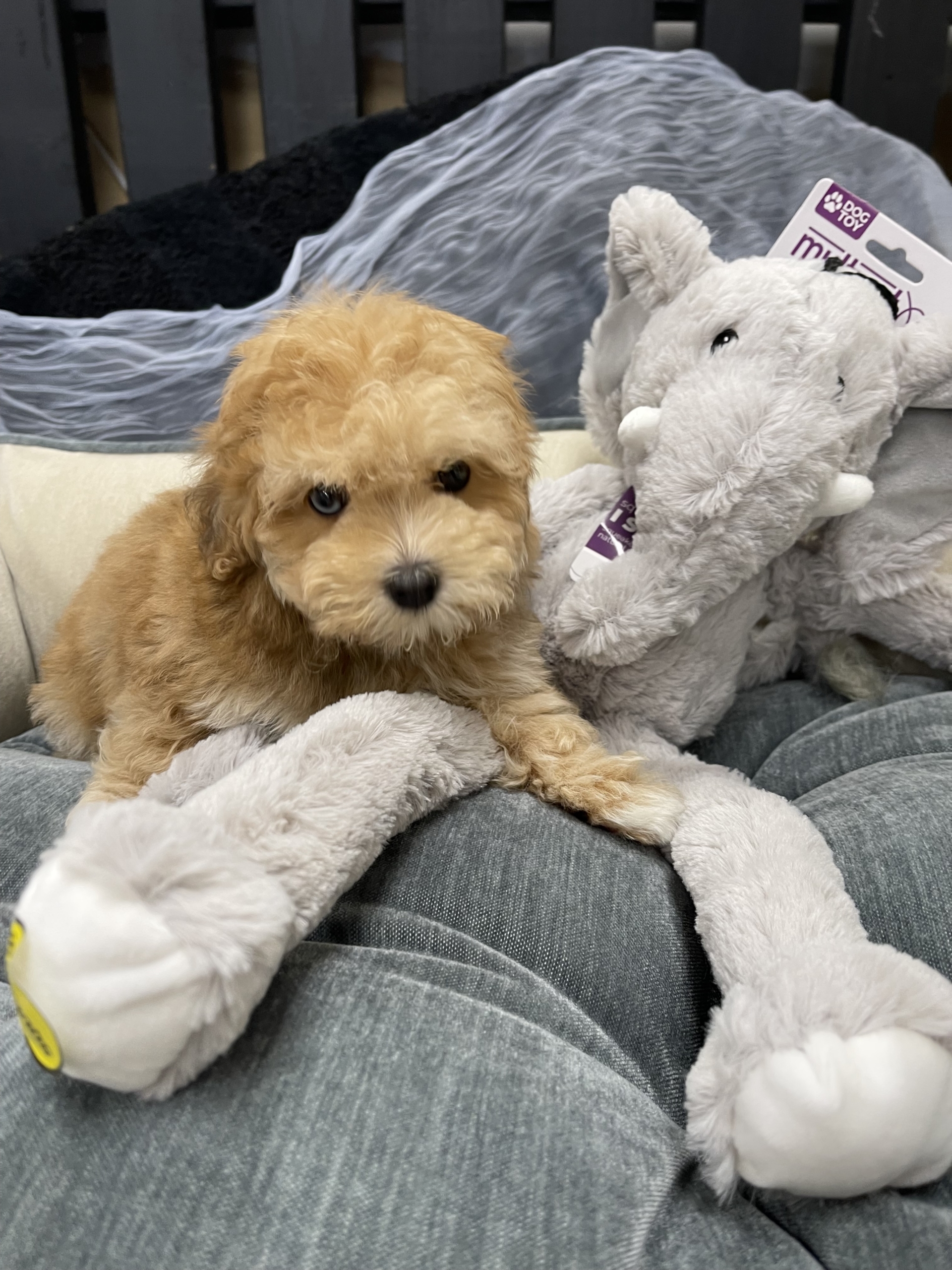 IMG_0606 Blue (Maltipoo) - Image 4