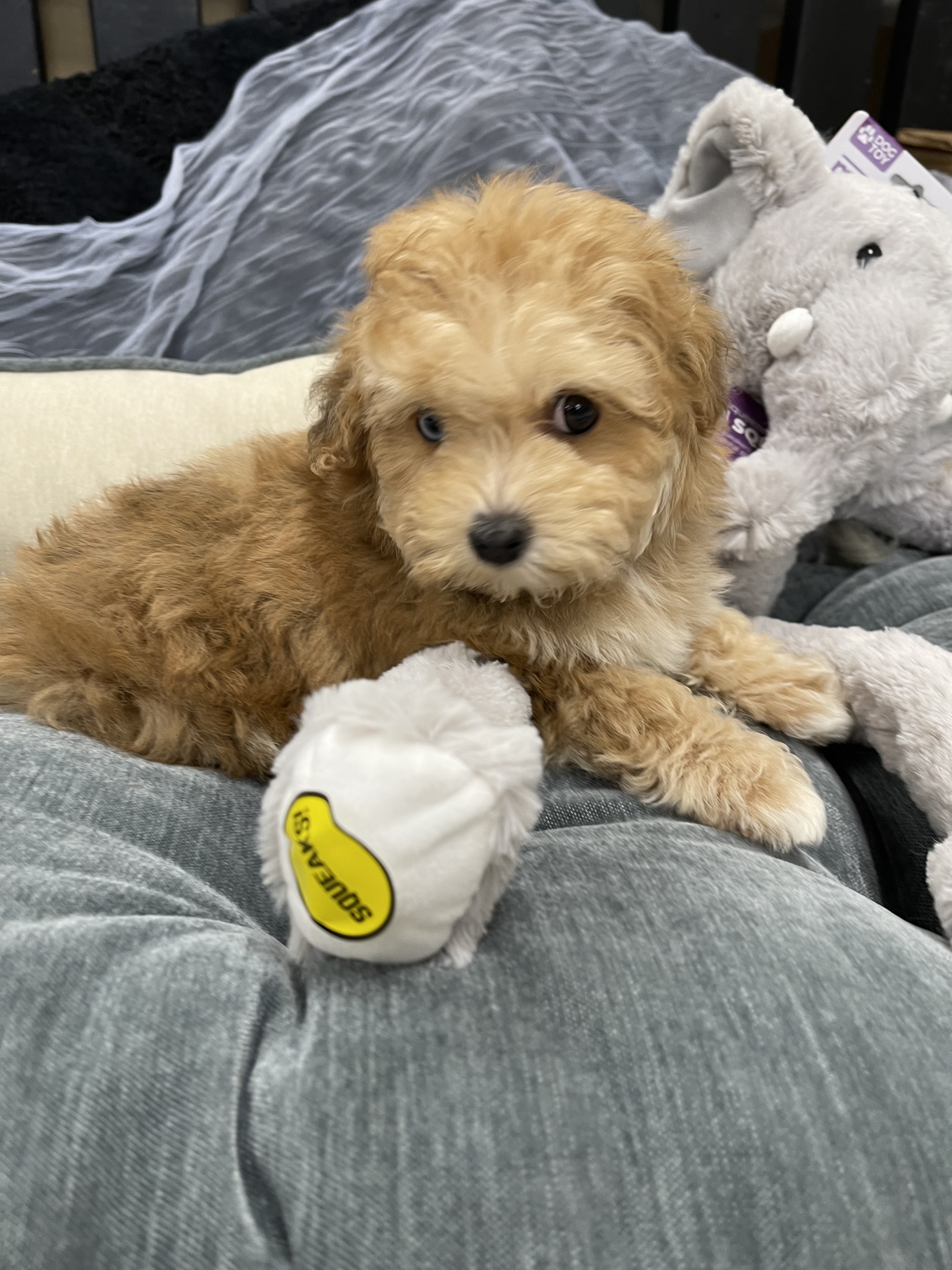 IMG_0610 Blue (Maltipoo) - Image 6