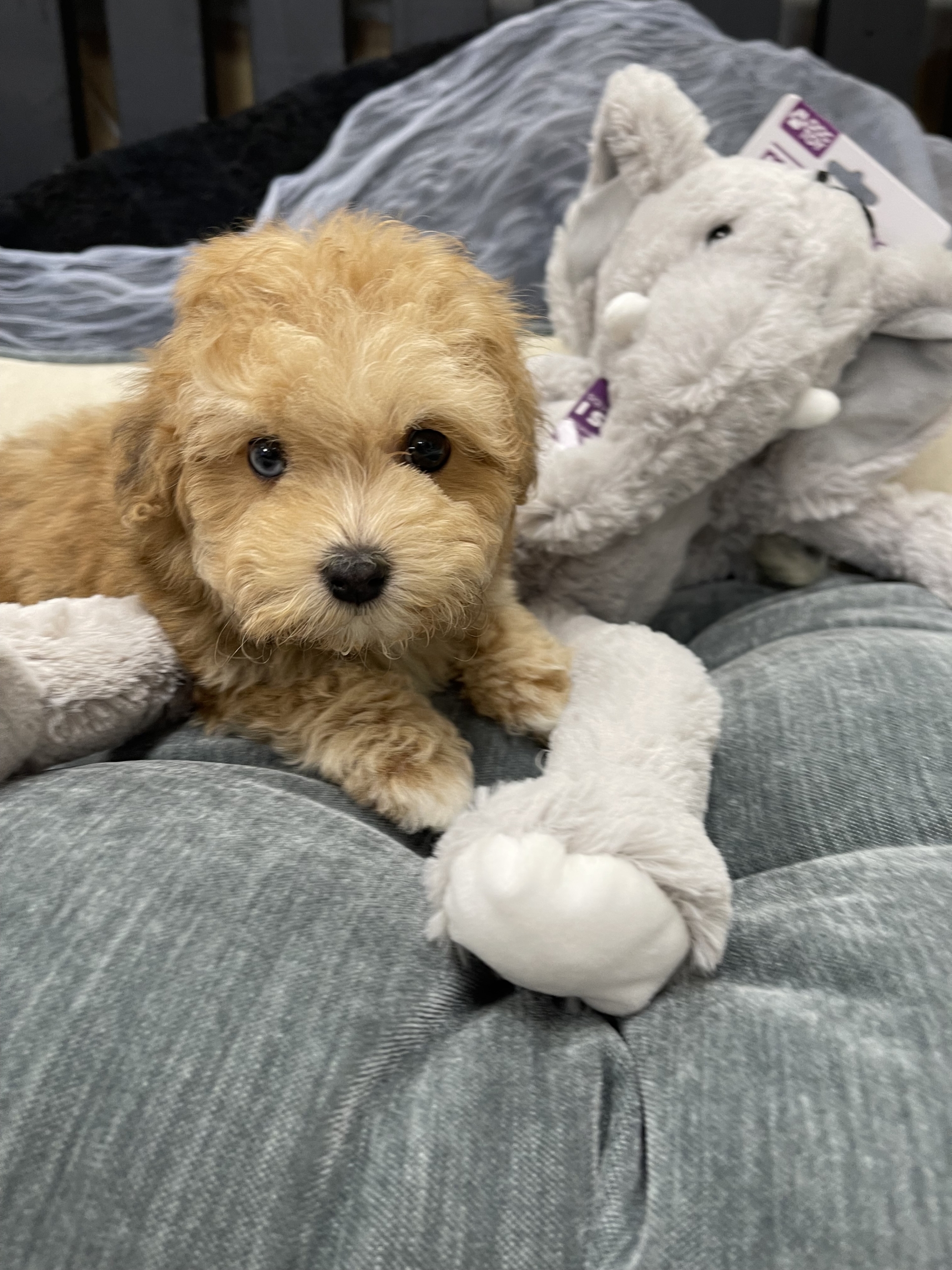 IMG_0611 Blue (Maltipoo) - Image 5