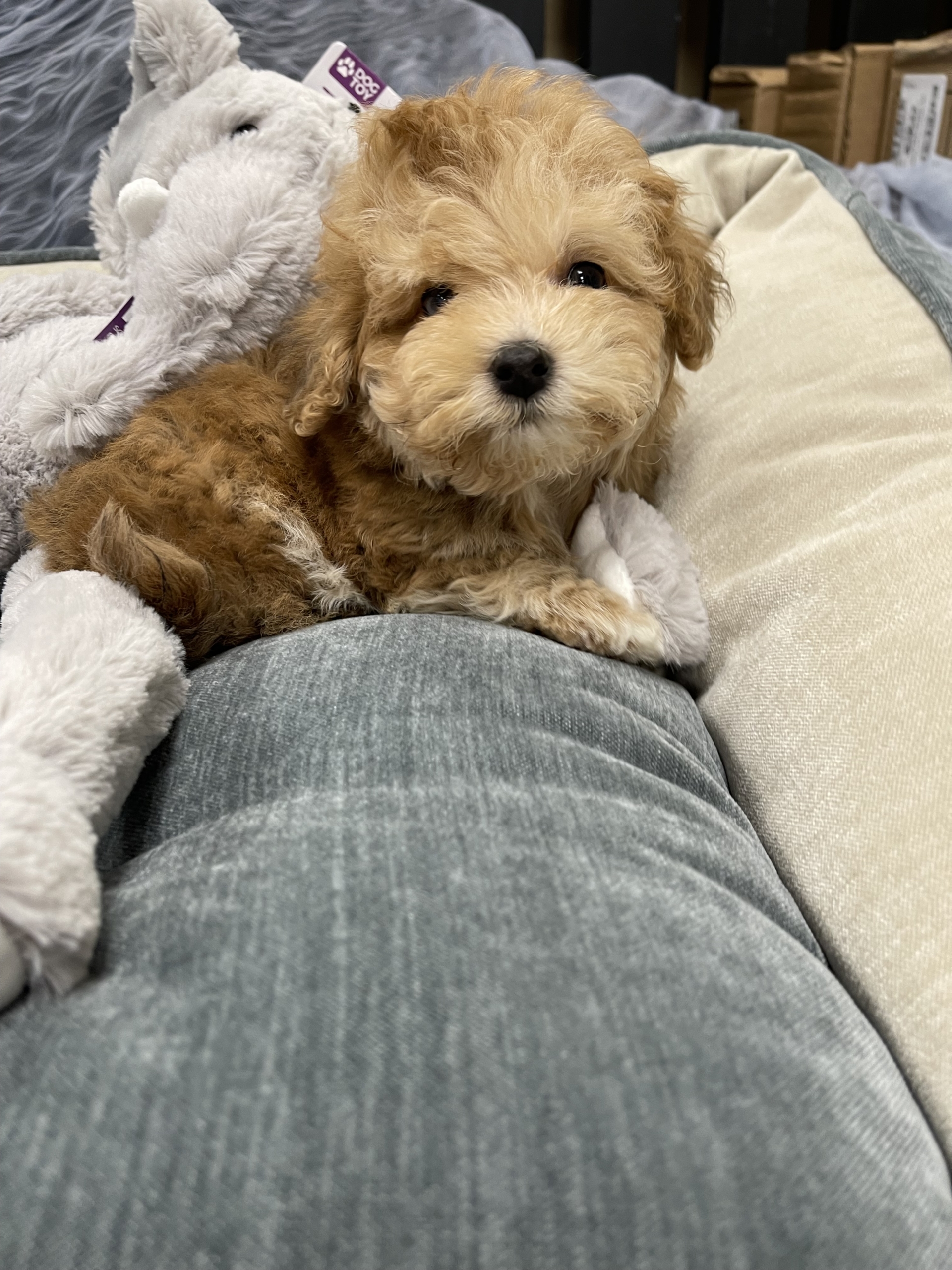 IMG_0620 Blue (Maltipoo) - Image 8