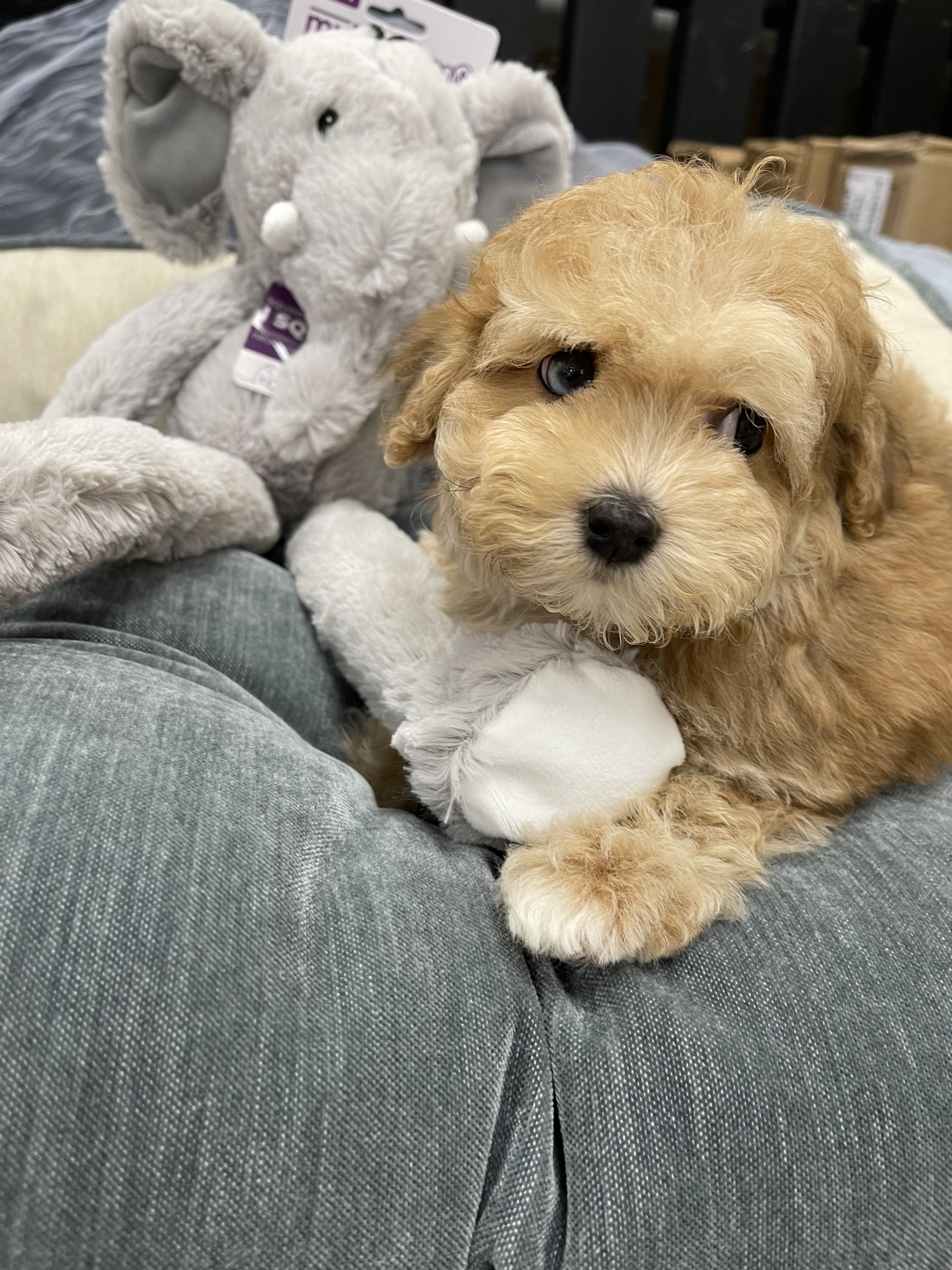 IMG_0636 Blue (Maltipoo) - Image 9