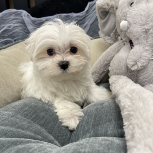 puppy grooming in boca raton puppies for sale in boca raton