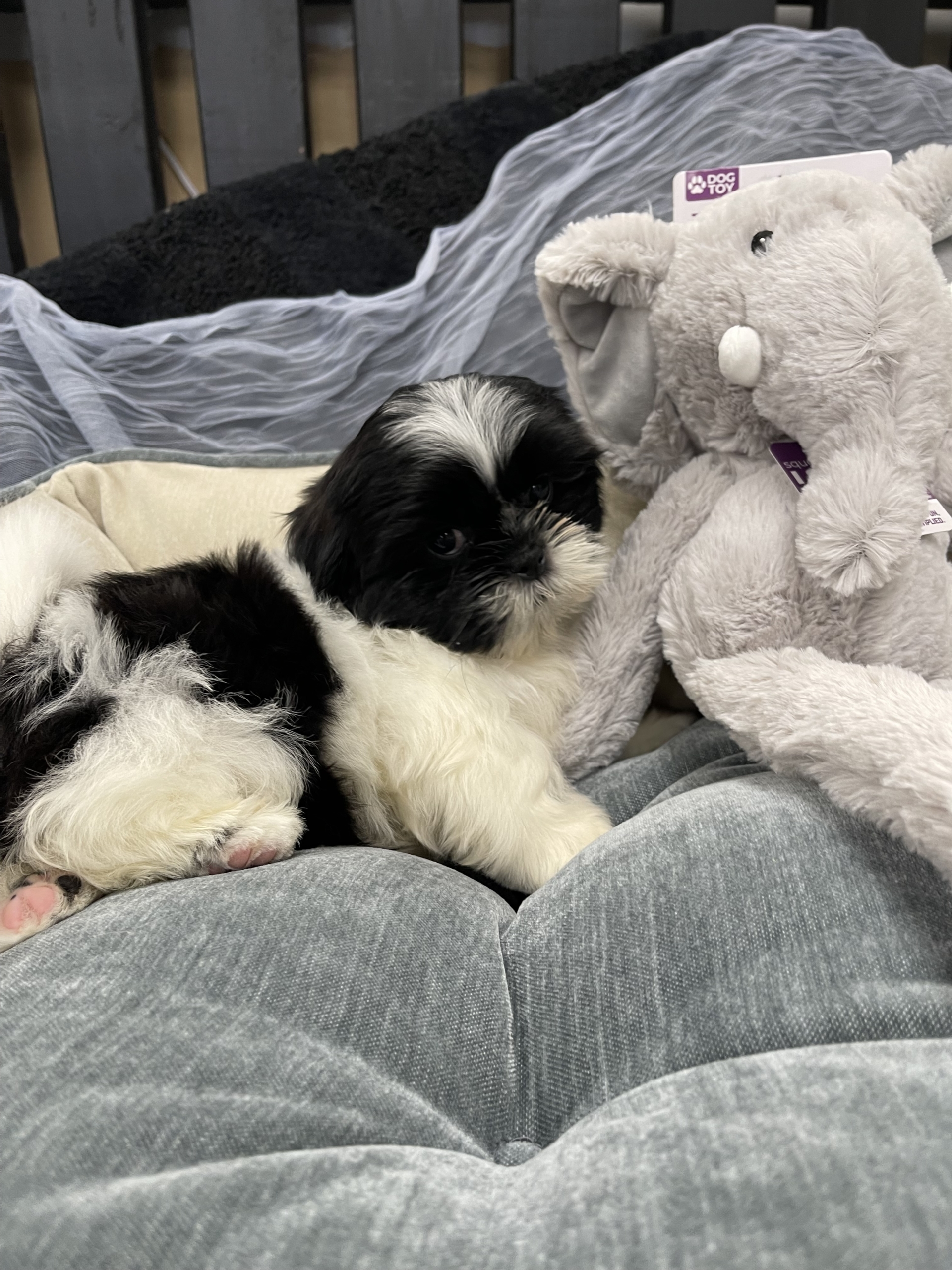 IMG_0709 Artemis (Shih-Tzu) - Image 13