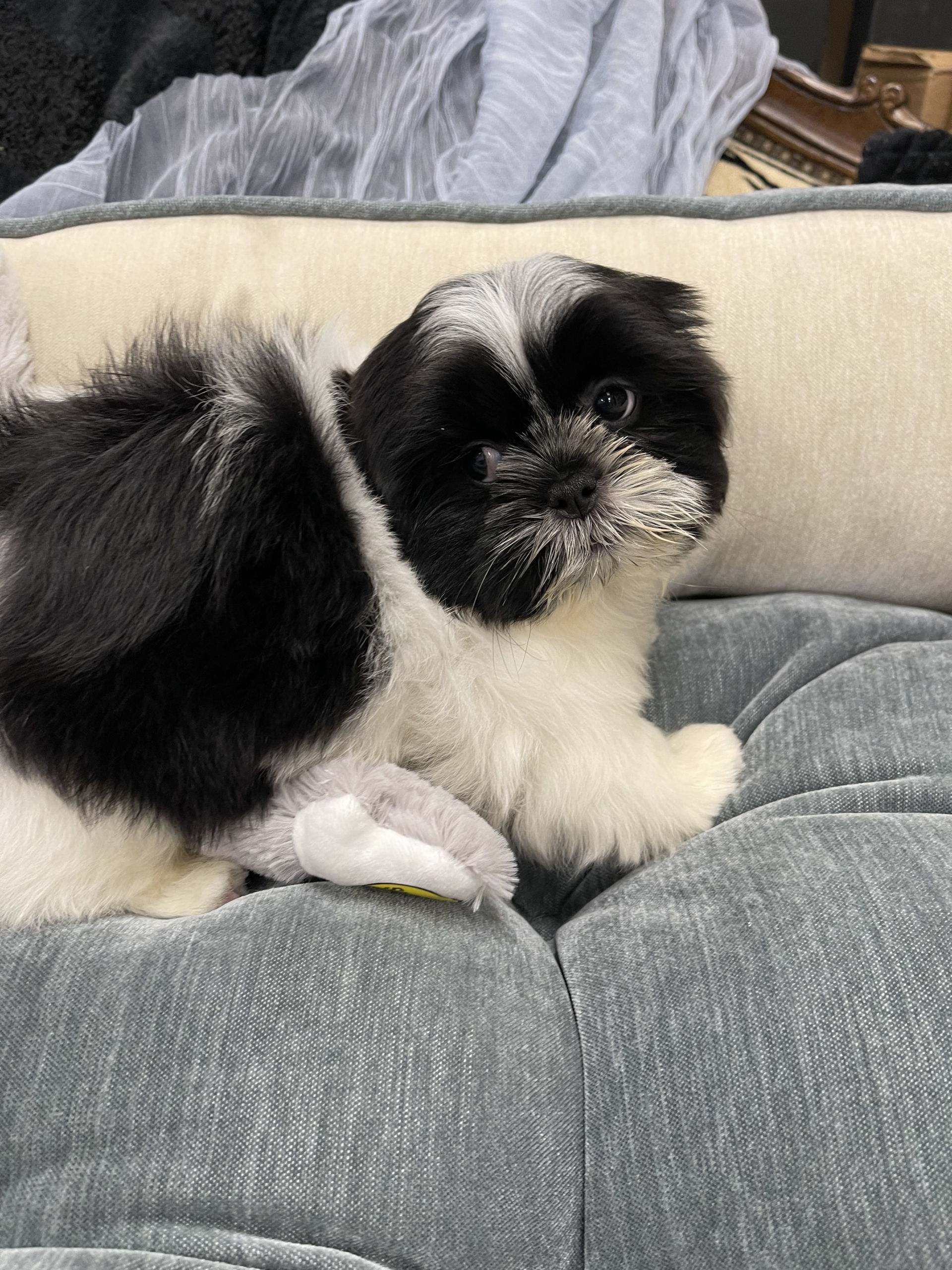 IMG_0715 Artemis (Shih-Tzu) - Image 12