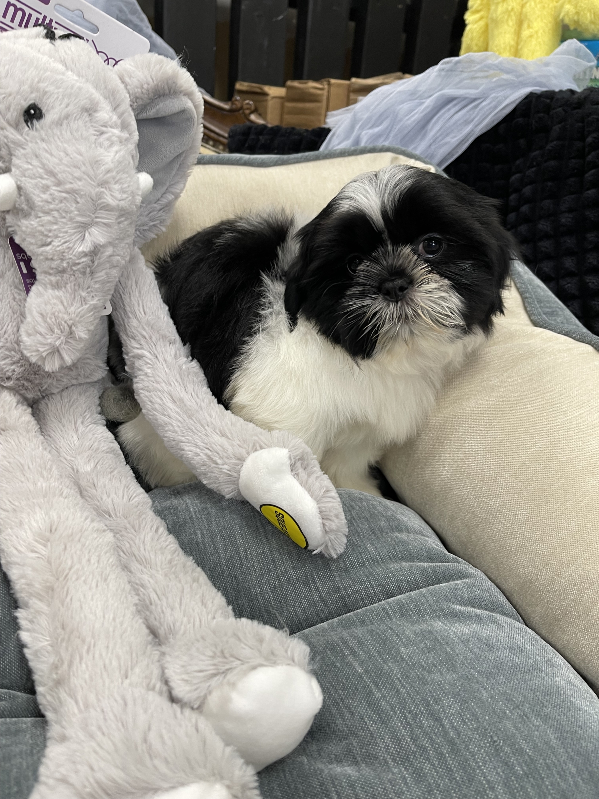 IMG_0728 Artemis (Shih-Tzu) - Image 9