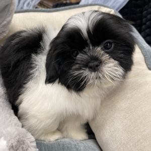 puppy grooming in boca raton puppies for sale in boca raton