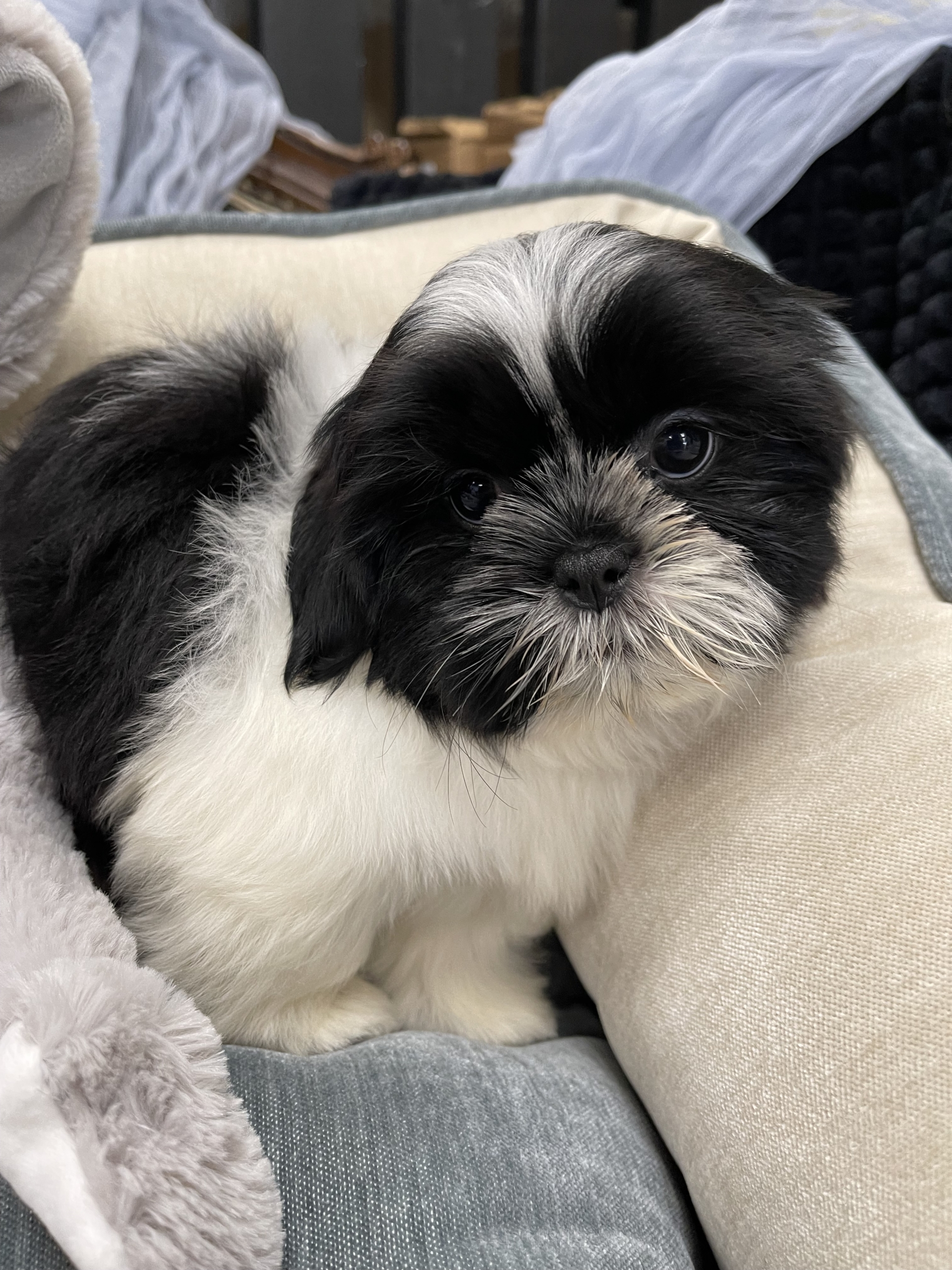 IMG_0730 Artemis (Shih-Tzu)