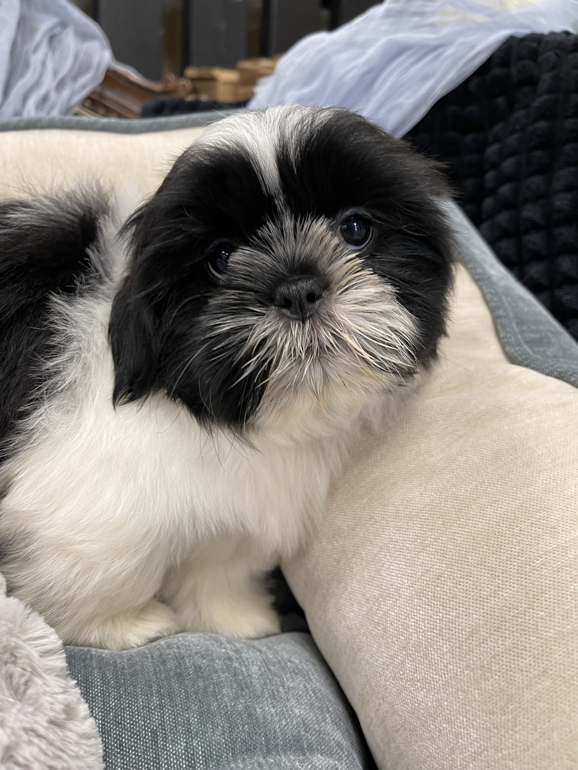 IMG_0731 Artemis (Shih-Tzu) - Image 6