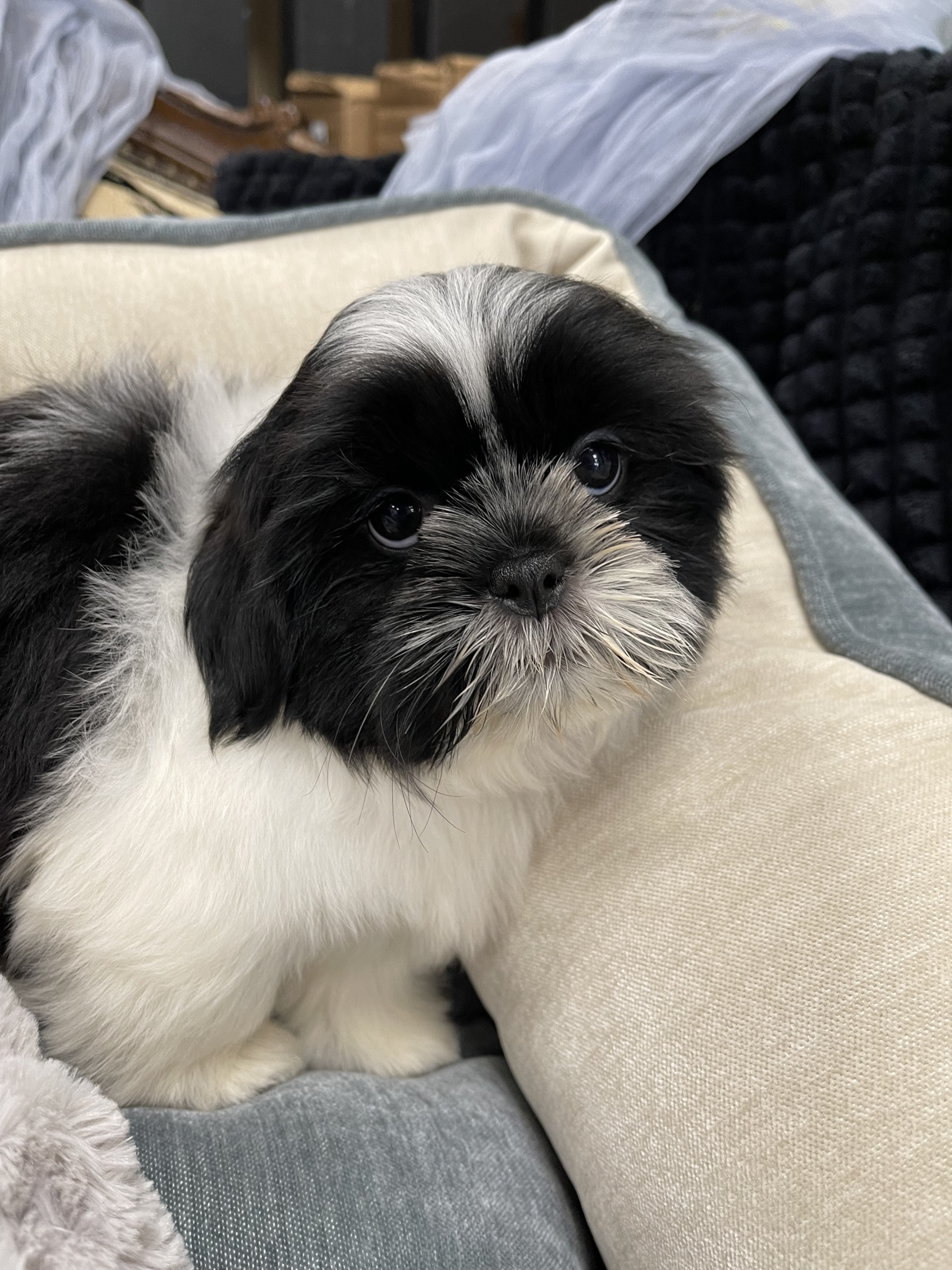 IMG_0732 Artemis (Shih-Tzu) - Image 8