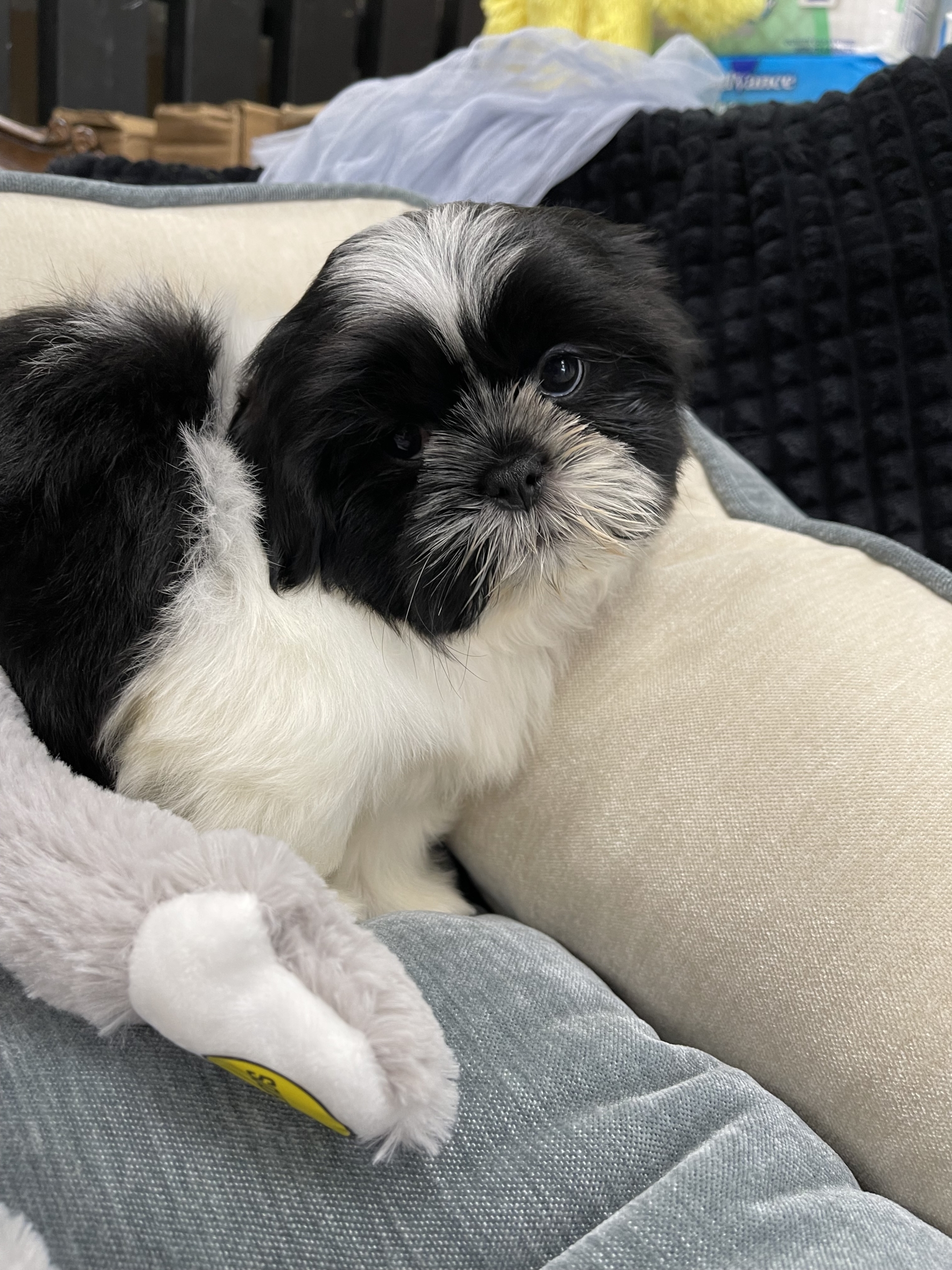 IMG_0734 Artemis (Shih-Tzu) - Image 5