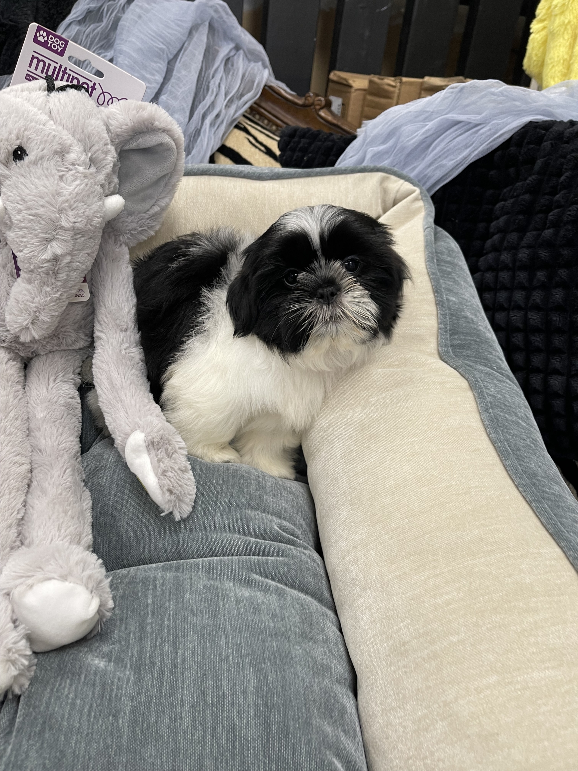 IMG_0738 Artemis (Shih-Tzu) - Image 3