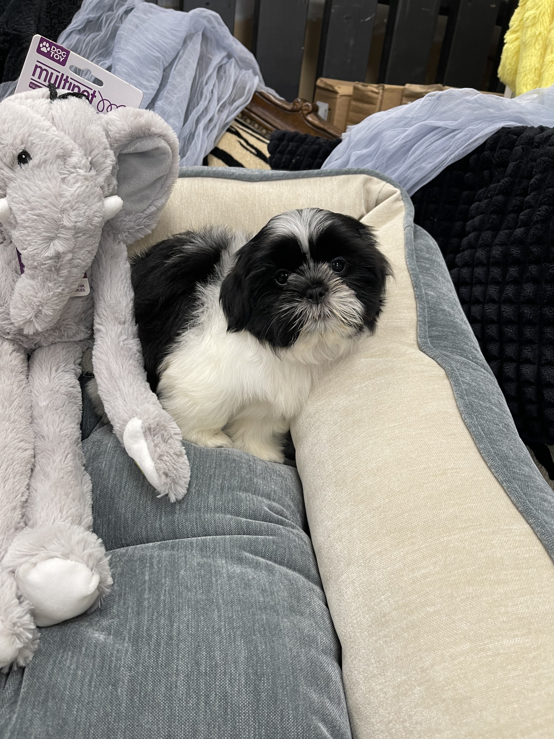 IMG_0739 Artemis (Shih-Tzu) - Image 2