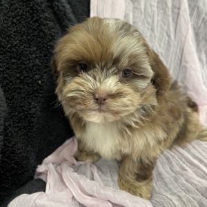 puppy grooming in boca raton puppies for sale in boca raton