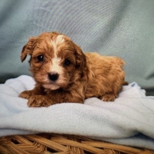puppies for sale in boca raton