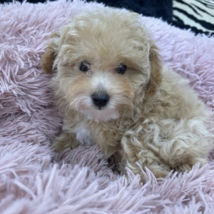 Hazel (Toy Poodle)